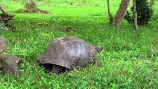 Mating Galápagos Giant Tortoises [upl. by Ajay]