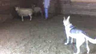 Rebel the GSD herding sheep [upl. by Ackerman371]