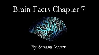 Infant Child and Adolescent Brain Brain Facts Chapter 7 [upl. by Ignatius]