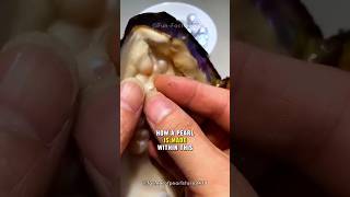 How Do Oysters Make Pearls shorts animals animalfacts [upl. by Robaina]