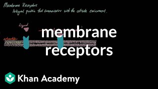 Membrane Receptors  Nervous system physiology  NCLEXRN  Khan Academy [upl. by Cirri]