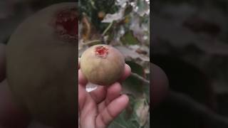 Homegrown figsfarming organicagriculture fig fruit [upl. by Earised530]