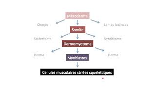 Du mésoderme aux cellules musculaires striées squelettiques [upl. by Clava]