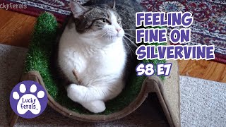 A Hangry Cat Silvervine Sticks A Limping Cat  Lucky Ferals S8 E7  Cat Vlog [upl. by Neff979]