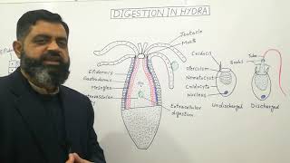 Digestion in Hydra Urdu Hindi medium profmasoodfuzail Digestive System in Coelenterates [upl. by Kaylyn717]