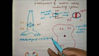 CV A 006 Development of AV canal bicuspid and tricuspid valves and conducting system of heart [upl. by Eniamsaj]