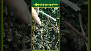 सर्दियों में इस नस्ल के केंचुए तेज़ी से बढ़ते है  Vermicompost Business  shorts kisanofindia [upl. by Darcia]