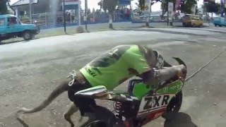 Videos Engraçados de Animais Macaco Andando de Moto Sozinho [upl. by Eelamme]