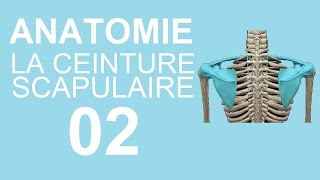 Anatomie 02  La ceinture scapulaire [upl. by Sinnylg914]