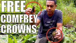 Comfrey Crown GIVEAWAY  How to Plant Comfrey Crowns [upl. by Laerdna322]