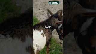 How Many Goats to Start a Simple Goat Farm Business [upl. by Cul]