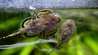 Sewellia lineolata Reticulated Hillstream Loach feeding on biofilm [upl. by Nibur]