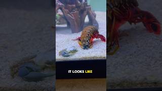 The Mantis Shrimp Got Revenge😳 animals [upl. by Lotsirb]