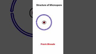 Microsporogenesis  Structure of Microspore [upl. by Arlon]