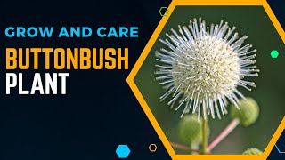 How To Grow And Care For Buttonbush Plant [upl. by Aihsotal742]