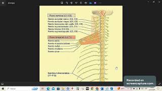 Plexos Nerviosos [upl. by Abigael355]