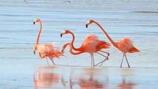 Sonidos de Flamingos  Phoenicopterus ruber [upl. by Necila936]