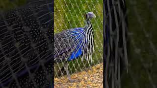 Vulturine Guineafowl of Planckendael ZOO Please subscribe thanks😀zooplanckendael mechelen [upl. by Aivad770]