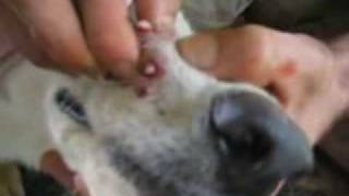 10 Botflies Removed From Dogs Snout [upl. by Acilejna832]