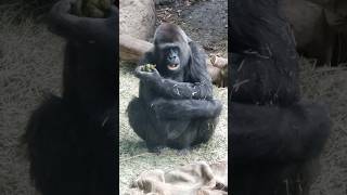 gorilla Coprophagy ape shorts eating [upl. by Drusilla146]