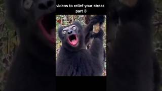 Videos to relieve your stress part 3animals funny shorts yt [upl. by Folly712]