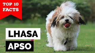 Lhasa Apso  Top 10 Facts [upl. by Yboj222]