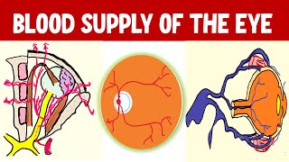 From Arteries to Arcades Understanding Blood Supply of Eyeball [upl. by Ezar]