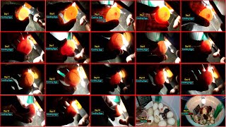 Candling Chicken Eggs Day 1 to 21 [upl. by Maxey593]