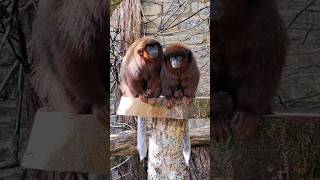 Coppery Titi Monkeys [upl. by Aztilem]