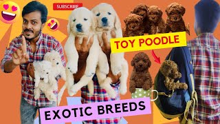 Toy Poodle Puppies  Exotic Breeds  Top Quality Puppies [upl. by Nomelif478]