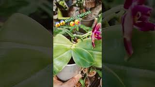 Phalaenopsis botanique 🥰 business orchidaceae plantas flowersorchidbrasilplantsorquideapedia [upl. by Rellim]