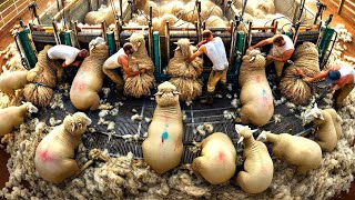 127 Billion Sheep Are Raised And Sheared By Farmers This Way  Sheep Farming [upl. by Fabria]