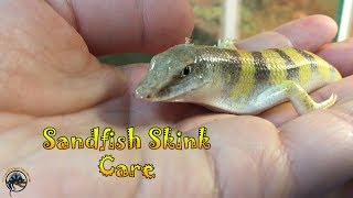 How To Take Care of a Sandfish Skink [upl. by Ecertal287]