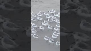 Sanderlings Ocean Beach  San Francisco [upl. by Adnahsat114]