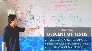 Descent of testis in domestic animals  Veterinary Anatomy Veterinary Embryology [upl. by Abdu]