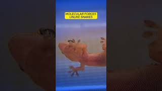 Gecko Facts  The worlds most commercialized reptile animalshorts animalfacts facts reptiles [upl. by Whitehurst]