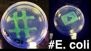 HASHTAG E COLI  Bacterial Painting [upl. by Ner112]