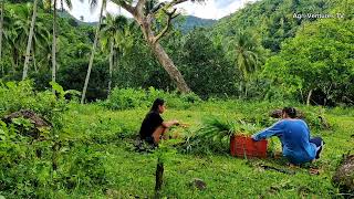 MULATO II GRASS  Sunday transaction  Goat Farming and Pasture Development in the Philippines [upl. by Assil]