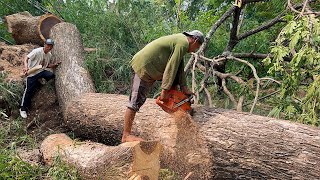 Difficult amp dangerous Felling of 2 black fiber trees ‼️ [upl. by Thackeray62]