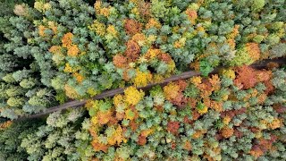 Drohnenflug über den Herbstwald hier [upl. by Llennaj469]