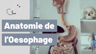 Cours danatomie de loesophage [upl. by Enirok]