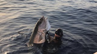 Pesca sub Incredibile Ricciola sui 50 kg  mediterraneo  Spectacular Great Amberjack about 50 kg [upl. by Nalhsa]