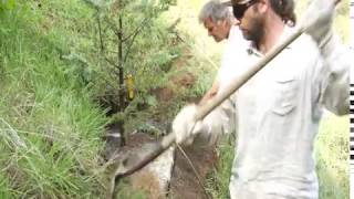 Hillside Planting Deodar Cedar  Prune Like a Pro [upl. by Deyes]