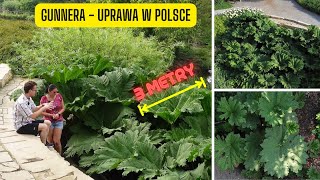 Gunnera olbrzymia  uprawa w Polsce Ekspert z Arboretum Wojsławice mówi o uprawie Gunnera manicata [upl. by Bellanca]