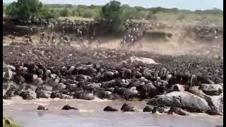 Wildebeest Migration  Mara River Crossing  Tanzania amp Kenya [upl. by Madonia577]