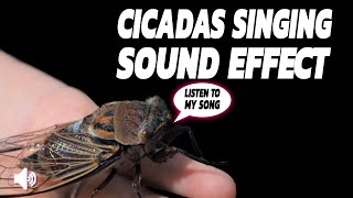 Summer Cicada Sounds In Southern Ontario Canada [upl. by Nosoj50]