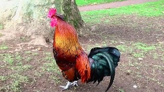 Rooster Crowing In the Morning  Rooster Crowing Sounds Effect [upl. by Aicssej]