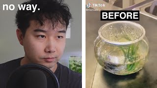 BEFORE and AFTER Betta Fish Tank  Fish Tank Review 242 [upl. by Trinl]