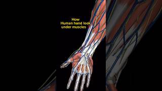 Human Hand under muscles 💪🏽 mbbslife utubeshorts neet bones viralshort anatomy hand [upl. by Inajna]