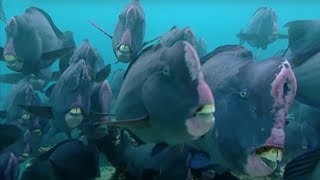 What Does a Humphead Parrotfish Eat  Blue Planet  BBC Earth [upl. by Saffian]